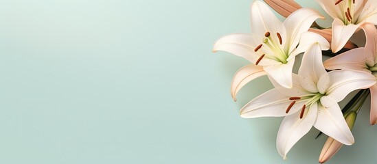 Fototapeta na wymiar White flower against isolated pastel background Copy space