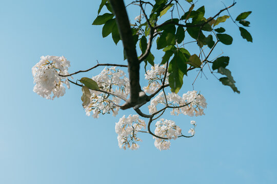 White ipe flower or lapacho blanco (Tabebuia roseo-alba) blooming on the street of Salatiga, Indonesia.