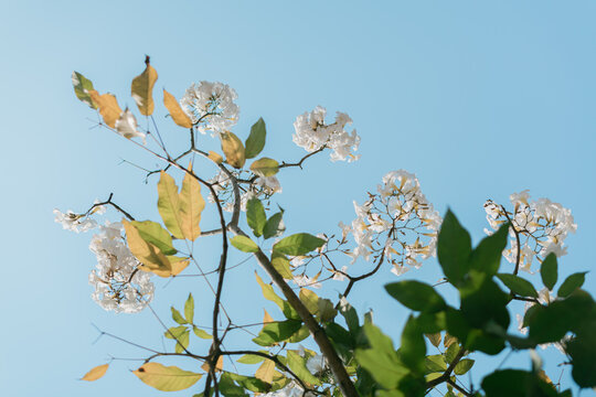 White ipe flower or lapacho blanco (Tabebuia roseo-alba) blooming on the street of Salatiga, Indonesia.