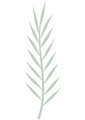 Blatt, Palmblatt, Farn mit transparentem Hintergrund 