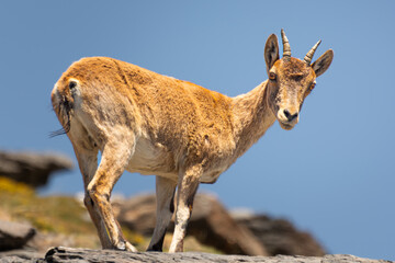 Cabra montesa en Sierra Nevada - obrazy, fototapety, plakaty