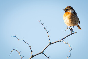 Tarabilla europea sobre planta espinosa