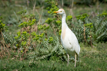 Naklejka premium Garcilla bueyera sobre vegetación