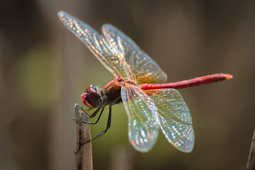 Libélula flecha roja posada