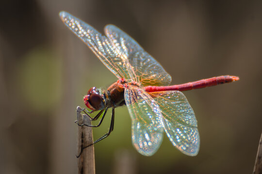 Lib&eacute;lula flecha roja posada