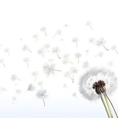 dandelion, flower, nature, sky, plant, wind, seed, blue, white, vector, summer, fluffy, stem, 