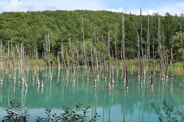 白金 青い池（北海道 美瑛）beautiful blue lake in Hokkaido,Japan