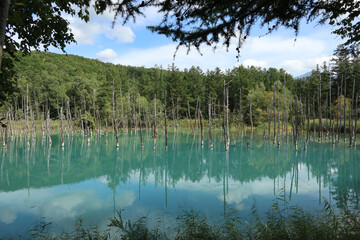 白金 青い池（北海道 美瑛）beautiful blue lake in Hokkaido,Japan