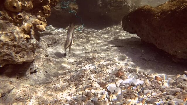Juvenile Batfish (Platax orbicularis) swimming under waves over sandy bottom in coastal zone in brightly sun rays. Baby Bat fish swims in surf zone on sunny day