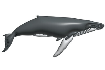 Whale in 3D on a transparent background
