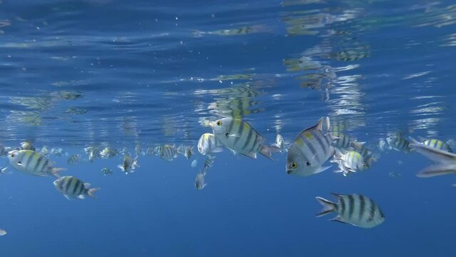 Shoal of Sergeant fish swim under surface and eats. School of Indo-Pacific sergeant (Abudefduf vaigiensis) feeding under surface of blue water in sun rays and reflected from surface