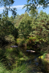 Fototapeta na wymiar The pigeons pond in Fontainebleau forest