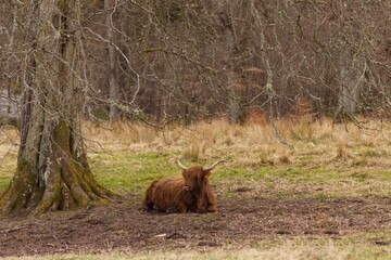Tranquil Highlands: Hairy Cow at Rest in Pentland Hills