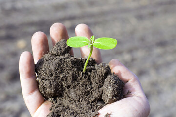 Male hands, holding the soil, close-up, giving life, a small green sprout in the ground on a man's hand. The gardener's hands gently hold the soil with the plant. Ecology, environmental protection