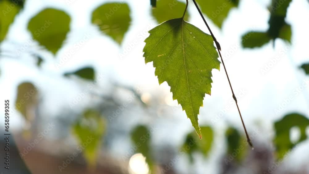 Poster the sun through the leaves of a tree. nature background. sun flare. beautiful spring sun shine throu
