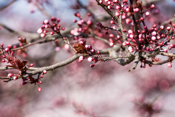 The fruits blossom in spring. 