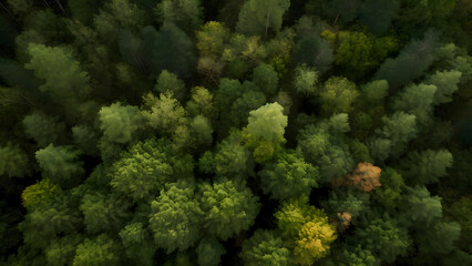 Fototapeta premium Forest top view background. Nature background