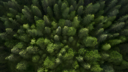 Fototapeta premium Forest top view background