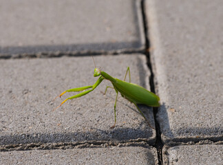Green praying mantis on stone tiles