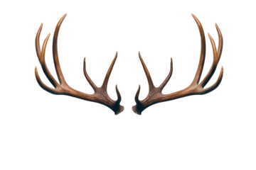 Reindeer horns, deer antlers isolated on white transparent background, PNG. Christmas decoration 