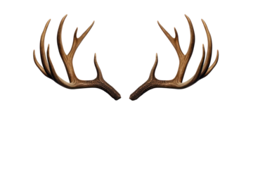 Reindeer horns, deer antlers isolated on white transparent background, PNG. Christmas decoration 