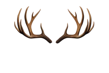 Poster Reindeer horns, deer antlers isolated on white transparent background, PNG. Christmas decoration  © Rawf8