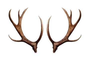 Reindeer horns, deer antlers isolated on white transparent background, PNG. Christmas decoration 