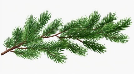 Spruce branch. Green fir. Realistic Christmas tree llustration for Xmas cards, New year party posters isolated white background