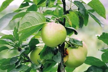 apples grow on an apple tree branch. gardening and cultivation of apples concept