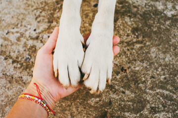 Dog paws and human hands close up, top view. Conceptual image of friendship, trust, love, help...