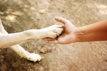 A dog extends its paw into a woman's hand, close-up, top view. Conceptual image of friendship, trust, love, help between man and dog - obrazy, fototapety, plakaty