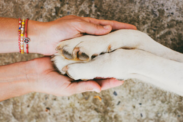Dog paws and human hands close up, top view. Conceptual image of friendship, trust, love, help between the person and a dog	 - obrazy, fototapety, plakaty