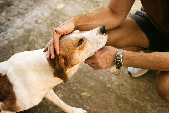 A sad lonely dog with red and white spots cuddles up to a man on the street. An image of friendship, trust, love, help between a person and a dog. Homeless animals on the street
