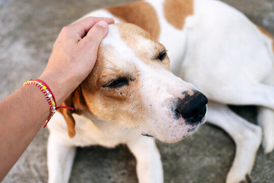 Sad lonely dog with red and white spots is being petted and hugged by women's hands on the street. An image of friendship, trust, love, help between a person and a dog. Homeless animals on the street