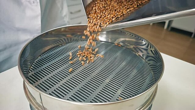 Pouring wheat grain into a sieve for further filtering and cleaning. Slow movement of grain filling