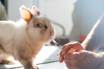 A man gives a rabbit medicine from a syringe. Bunny drinks from a syringe. 