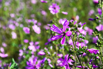 Wildflowers blooming in springtime attracting insects to drink nectar
