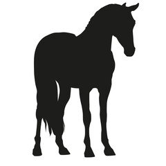 Horse silhouette