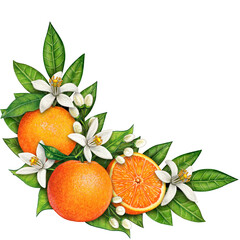 watercolor hand drawn realistic oranges and orange flowers