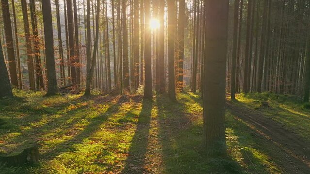 Sunny magical forest rays sun autumn summer nature