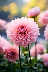 
single pink autumn flower