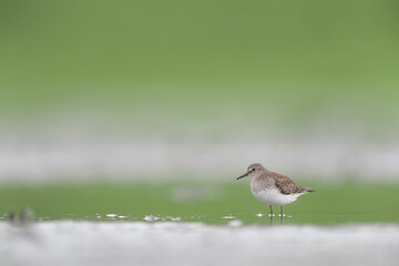 In the wetlands, fine art portrait of green sandpiper (Tringa ochropus)