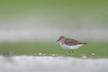 A beautiful wader bird, fine art portrait of green sandpiper (Tringa ochropus)
