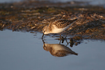The little stint (Calidris minuta or Erolia minuta) shot close up in soft morning light standing in the water on the shore of the estuary with reflection in the water
