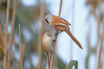 Close-up detailed photo of male, female and joint bearded reedling (Panurus biarmicus) taken in natural habitat in soft morning light - 658611130