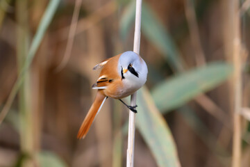 Close-up detailed photo of male, female and joint bearded reedling (Panurus biarmicus) taken in natural habitat in soft morning light