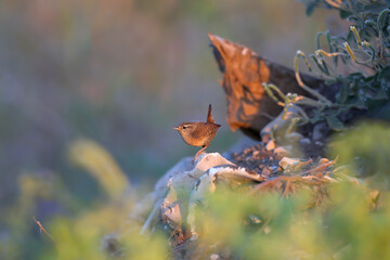 Early migrants of Eurasian wren (Troglodytes troglodytes) shot close-up against a blurred background in soft morning light