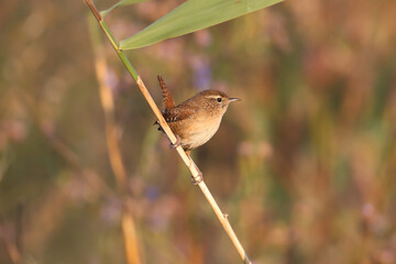 Early migrants of Eurasian wren (Troglodytes troglodytes) shot close-up against a blurred background in soft morning light