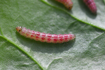Caterpillar of the beet moth (Scrobipalpa ocellatella) on beet leaf. It is a moth in the family Gelechiidae an important pest.