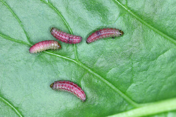 Caterpillars of the beet moth (Scrobipalpa ocellatella) on beet leaf. It is a moth in the family Gelechiidae an important pest.